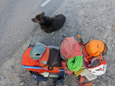 Gletscherhund: denn dort nächtigt er tatsächlich